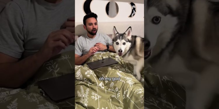 Smart dog👀🥰 #funny #dog #pets