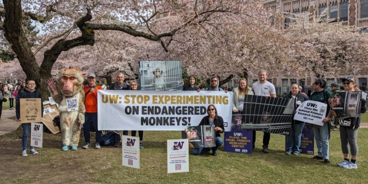 Some Experiments on Monkeys Suspended at UW – NARN