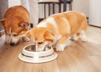 Surprising Science Behind How Often Should We Feed Our Dogs?
