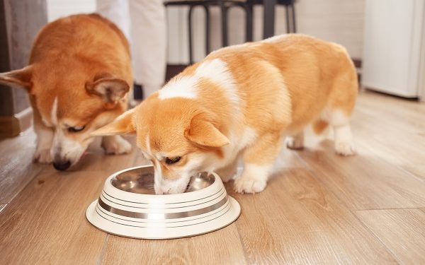 Surprising Science Behind How Often Should We Feed Our Dogs?