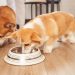 Surprising Science Behind How Often Should We Feed Our Dogs? Surprising Science Behind How Often Should We Feed Our Dogs?