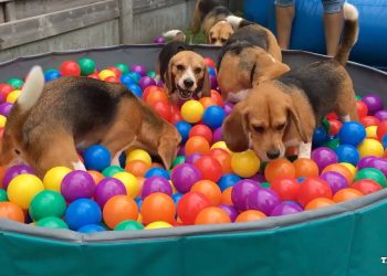 TOP 10 Funniest Beagle Dog Parties You Have to See!