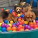 TOP 10 Funniest Beagle Dog Parties You Have to See! TOP 10 Funniest Beagle Dog Parties You Have to See!