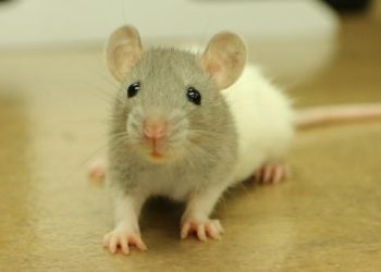 The EU Life Sciences Strategy: a critical opportunity to advance non-animal science and innovation