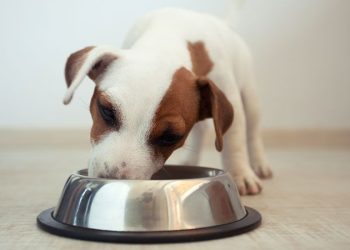 The Ultimate Schedule for Puppy Feeding Based on Breed Size