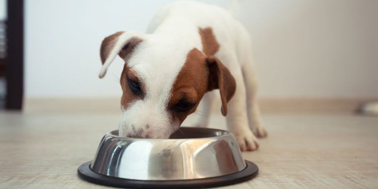 The Ultimate Schedule for Puppy Feeding Based on Breed Size