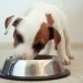 The Ultimate Schedule for Puppy Feeding Based on Breed Size The Ultimate Schedule for Puppy Feeding Based on Breed Size