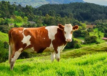 The overlooked resource that could make a huge difference to farm animal welfare in the EU