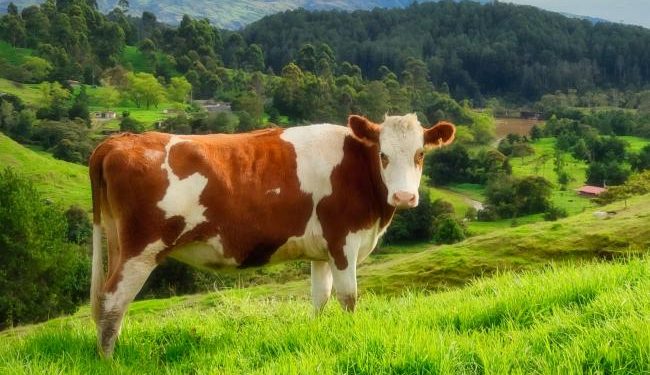 The overlooked resource that could make a huge difference to farm animal welfare in the EU