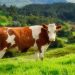 The overlooked resource that could make a huge difference to farm animal welfare in the EU The overlooked resource that could make a huge difference to farm animal welfare in the EU