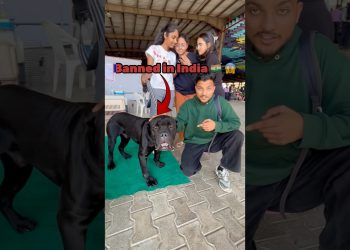 These Dogs Are Banned in India 😱🔥 #minivlog #ytshorts #shorts #dog #shortsfeed