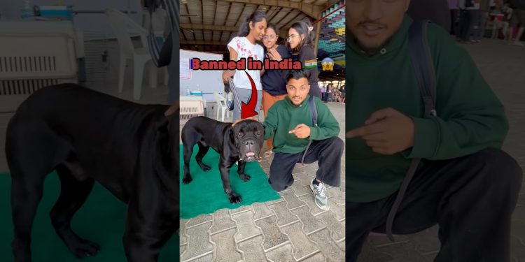 These Dogs Are Banned in India 😱🔥 #minivlog #ytshorts #shorts #dog #shortsfeed