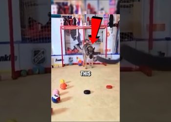 This Dog’s Focus Will Shock You!