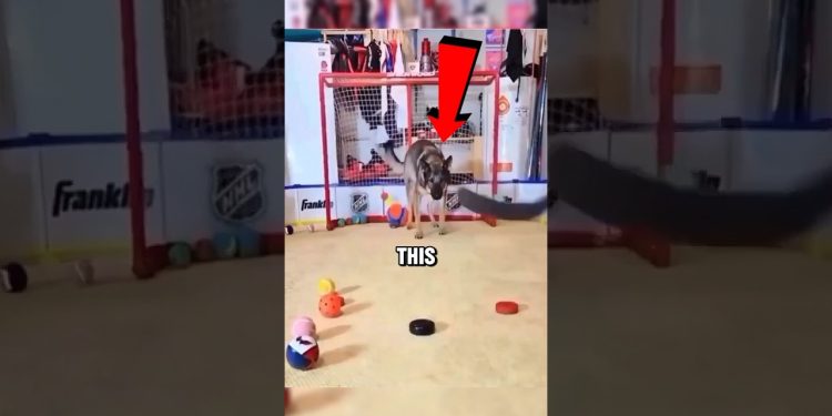 This Dog’s Focus Will Shock You!