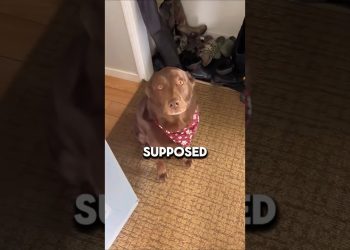 This dog thought she was left behind 🥹 #shorts