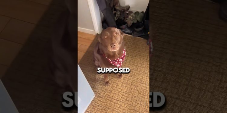 This dog thought she was left behind 🥹 #shorts