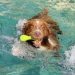 Top‑Rated Water Toys to Keep Your Dog Cool Top‑Rated Water Toys to Keep Your Dog Cool