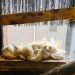 Urgent Animal Welfare Law Reform Needed in Japan Urgent Animal Welfare Law Reform Needed in Japan