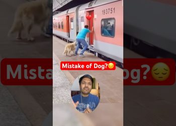 What happened 😔to that Golden Retriever dog? #shortsviral #doglover