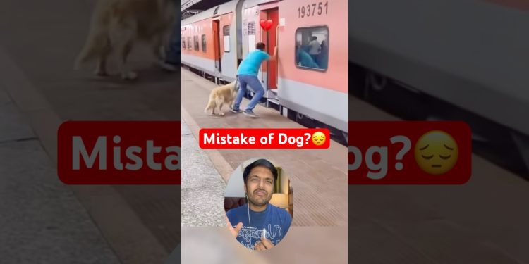 What happened 😔to that Golden Retriever dog? #shortsviral #doglover