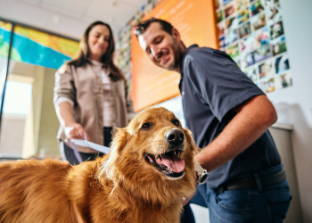 Why Golden Retrievers Thrive in Dog Daycare