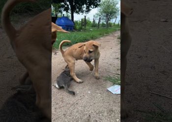 dog and puppy attacks kittens 🐶🐱#dog #cat #puppy #kitten #animals #doglover#catlover