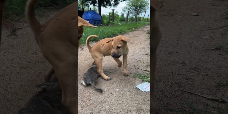 dog and puppy attacks kittens 🐶🐱#dog #cat #puppy #kitten #animals #doglover#catlover