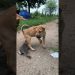 dog and puppy attacks kittens 🐶🐱#dog #cat #puppy #kitten #animals #doglover#catlover dog and puppy attacks kittens 🐶🐱#dog #cat #puppy #kitten #animals #doglover#catlover