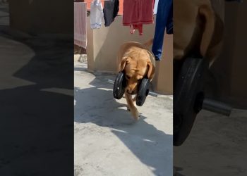 dog picking 10kg dumbell😲 | exercise | incredible | omg | #shorts | anant rastogi