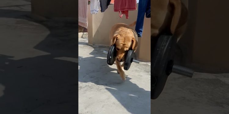 dog picking 10kg dumbell😲 | exercise | incredible | omg | #shorts | anant rastogi