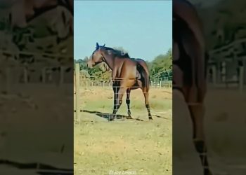 funny videos of cats and dogs #dog #funny #cats #videos