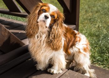 11 Endearing Ways Dogs Try To Make You Smile