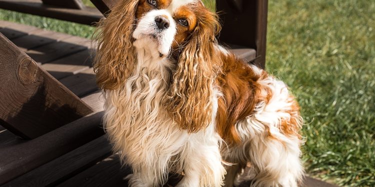11 Endearing Ways Dogs Try To Make You Smile