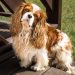 11 Endearing Ways Dogs Try To Make You Smile 11 Endearing Ways Dogs Try To Make You Smile