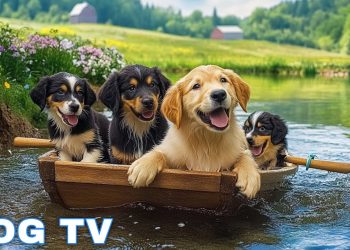 12 Hours of Dog Calming Music for Dogs 💖 Separation Anxiety Relief Music for Dogs 🐶🎵 dog music