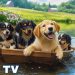 12 Hours of Dog Calming Music for Dogs 💖 Separation Anxiety Relief Music for Dogs 🐶🎵 dog music 12 Hours of Dog Calming Music for Dogs 💖 Separation Anxiety Relief Music for Dogs 🐶🎵 dog music