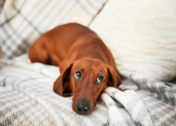 13 Sassy Dog Breeds Known for Side-Eye Mastery