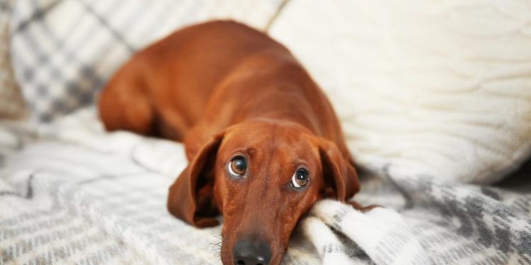 13 Sassy Dog Breeds Known for Side-Eye Mastery