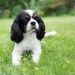 9 Best Pork Dog Treats 9 Best Pork Dog Treats