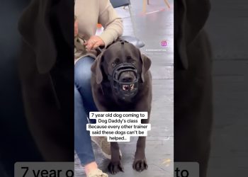 Angry Labrador Transformation With The Dog Daddy