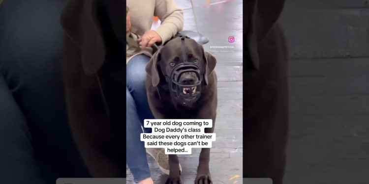 Angry Labrador Transformation With The Dog Daddy