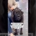Angry Labrador Transformation With The Dog Daddy Angry Labrador Transformation With The Dog Daddy