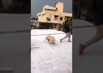 Baby and 🐶🐕🐕 dog dance #baby #dogdance #cute #doggydance #dog #cutebaby