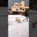 Baby and 🐶🐕🐕 dog dance #baby #dogdance #cute #doggydance #dog #cutebaby Baby and 🐶🐕🐕 dog dance #baby #dogdance #cute #doggydance #dog #cutebaby