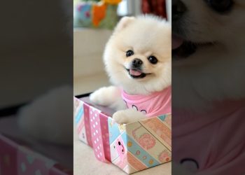 Cute teacup dog puppies😍 #cute #baby #cutebaby #barkingbliss #babyanimals #toys #pets #babydogs #dog