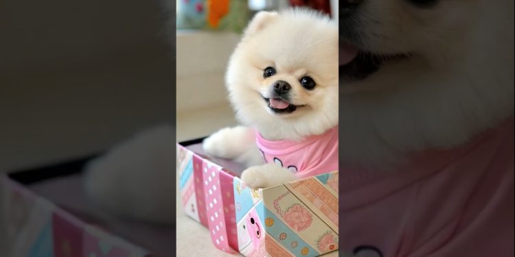 Cute teacup dog puppies😍 #cute #baby #cutebaby #barkingbliss #babyanimals #toys #pets #babydogs #dog