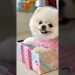 Cute teacup dog puppies😍 #cute #baby #cutebaby #barkingbliss #babyanimals #toys #pets #babydogs #dog Cute teacup dog puppies😍 #cute #baby #cutebaby #barkingbliss #babyanimals #toys #pets #babydogs #dog