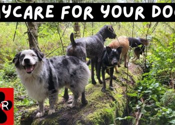 🐕‍🦺💜 Daycare for your dog!  Dogs can’t resist this Video! 🐕‍🦺🐕🌦🌲