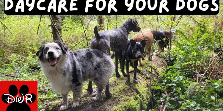 🐕‍🦺💜 Daycare for your dog!  Dogs can’t resist this Video! 🐕‍🦺🐕🌦🌲