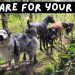 🐕🦺💜 Daycare for your dog! Dogs can’t resist this Video! 🐕🦺🐕🌦🌲 🐕🦺💜 Daycare for your dog! Dogs can’t resist this Video! 🐕🦺🐕🌦🌲